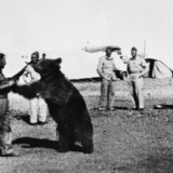 tańczący z niedźwiedziami