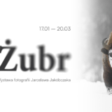 Żubr – wystawa fotografii Jarosława Jakóbczaka - Turośń Kościelna