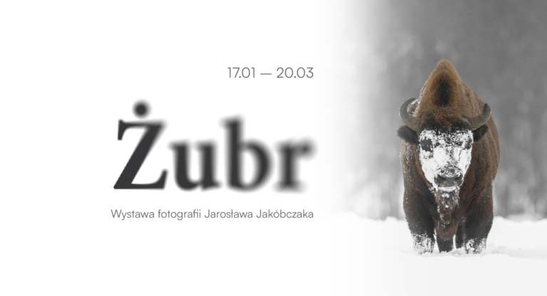 Żubr – wystawa fotografii Jarosława Jakóbczaka - Turośń Kościelna