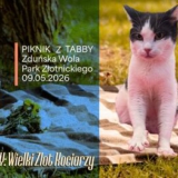 Przystanek TABBY - Wielki Zlot Kociarzy - Zduńska Wola